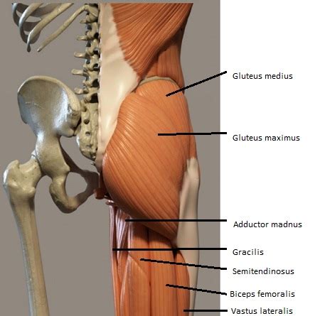 Glute Muscles Diagram