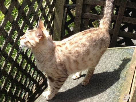 Bengal Cats For Sale About Bengal Cats Nz Bengal Breeders