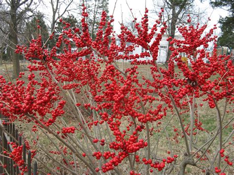 Red Sprite The Female Winterberry Holly Ilex Verticillata