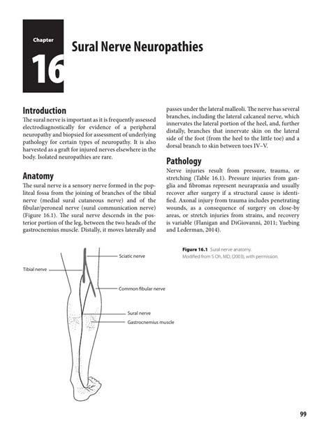 Sural Nerve Neuropathies Chapter 16 Peripheral Neuropathies