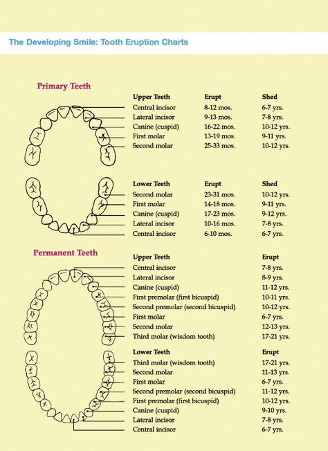 Chart For Losing Teeth