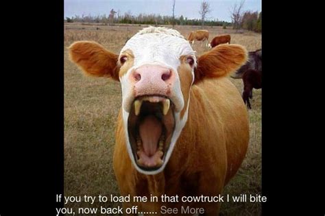 Pin By Bullrack Cattlac On Cowmowbilin Cows Funny Funny Cow
