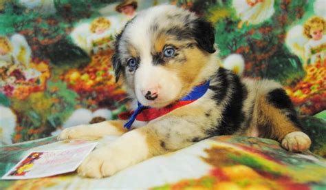 Shamrock Rose Aussies - ﻿﻿﻿ Welcome to Shamrock Rose Aussies!! :) We