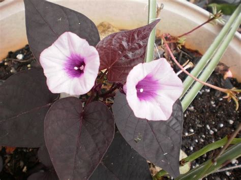 Photo Of The Bloom Of Sweet Potato Vine Ipomoea Batatas Sweet