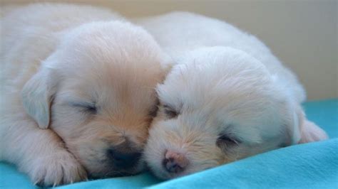 Check spelling or type a new query. ¿Qué necesito saber para criar cachorros con mi perr@ o gat@?
