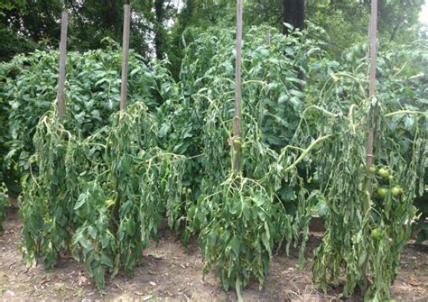 Garden News Experts Keep Eye On Tomato Diseases Home