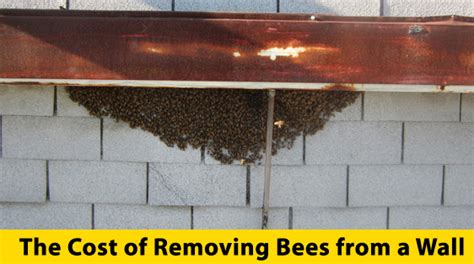 How To Determine The Cost To Remove Bees From A Wall Bee Best Bee