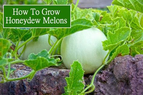 How To Grow Honeydew Melons Honeydew Melon Honeydew Plant Survival