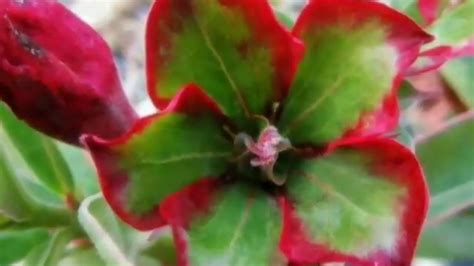 Gambar tumbuhan yang berbagai macam beserta. Gambar Bunga Adenium Terbaru | Pickini