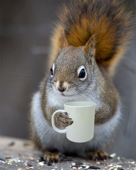 Pin By End On Cute Animals Funny Animals Coffee Humor Squirrel
