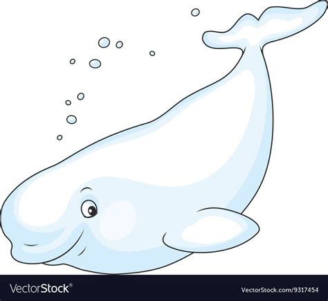 Beluga Whale Swimming Vector Image On Vectorstock Beluga Art