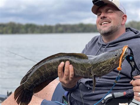 Conowingo Dam Lifts Caught Nearly 1000 Invasive Snakeheads This Year