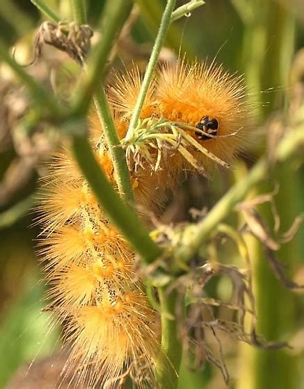 Large Fuzzy Blonde Haired Caterpillar Estigmene Acrea Bugguide Net