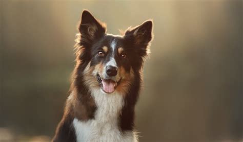 If your puppy is more like their border collie parent, they will be less stubborn and will accept you as alpha almost instantly. German Shepherd Border Collie Mix "CARE" guide and info - My Dogs Info