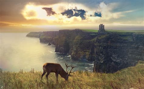 animals, Landscape Wallpapers HD / Desktop and Mobile Backgrounds