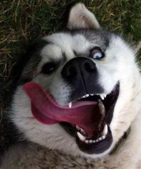 White Wolf Huskies Go Crazy 17 Funny Husky Pictures That Will Put A