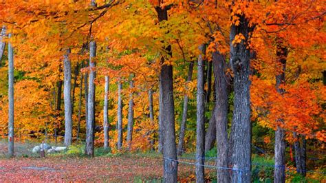 Autumn Trees In Quebec Province Stock Image Image Of Environment