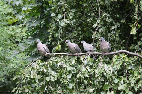 Jardin de la Nouvelle France (Paris) : 2020 Ce qu'il faut savoir pour