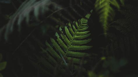 Ferns Plants Green Hd Wallpapers Desktop And Mobile