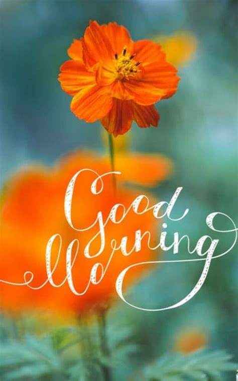 Orange colour flowers good morning images. Pin by MJPins on Good Morning | Good morning beautiful ...