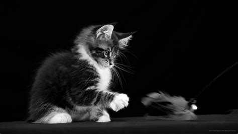 Letv Wallpaper Hdcatsmall To Medium Sized Catsblackblack And White