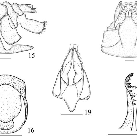 Male Habitus Dorsal And Lateral View 12vekunta Bambusana Sp N