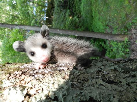 Awesome Little Opossum Aww