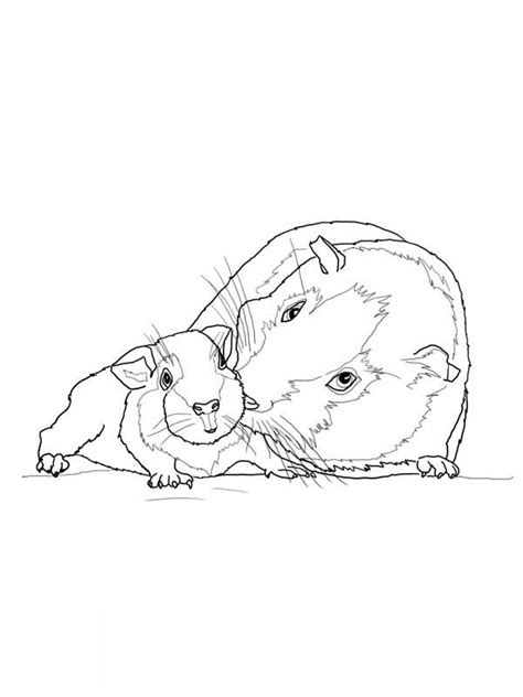 Guinea pig coloring page back. Guinea Pig Coloring Pages - Coloring Home