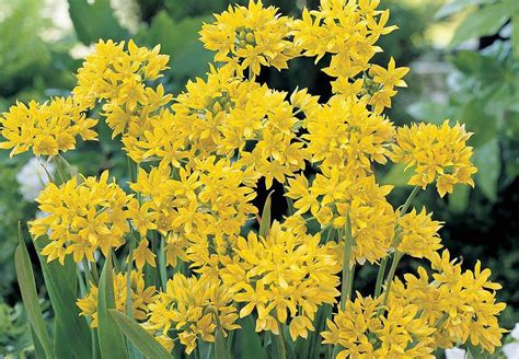 Top 10 Spring Flowering Bulbs Thompson And Morgan