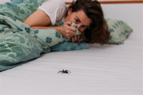 Do You Eat Spiders In Your Sleep The Sleep Doctor