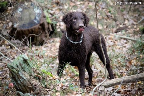 Curls come in all different shapes and sizes: Curly coated retriever