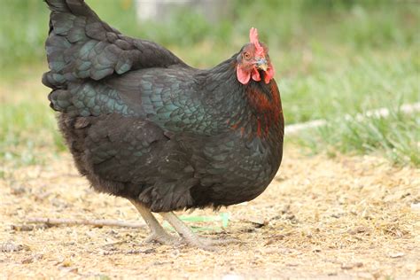 black sex link chicken backyard chickens learn how to free nude porn photos