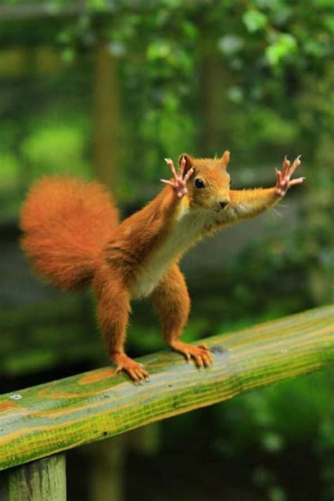 Hands Up Funny Animal Quotes Funny Animal Pictures Funny Photos