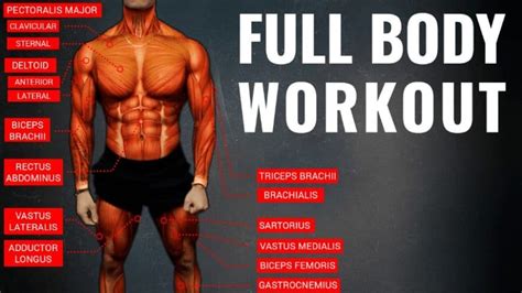 Bodybuilding Lean Muscle Workout Routine Workoutwalls