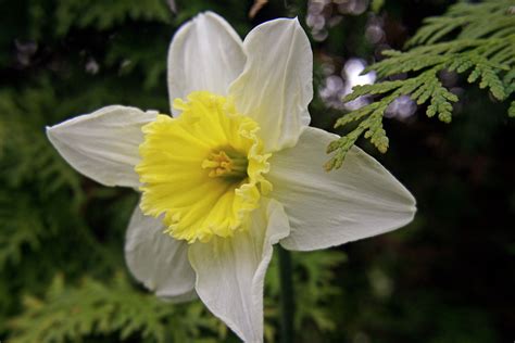 150412 Mount Hood Daffodil Flickr