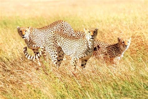 Group Of Cheetahs In The African Savannah Africa Tanzania Serengeti