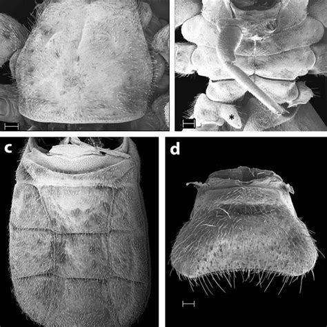 Cryptocellus Iaci Larva And Nymphal Stages A B Larva In Dorsal A