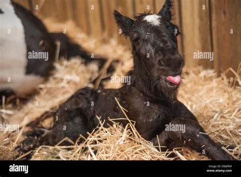 Newborn Gypsy Vanner Horse Foal Lying In Straw Stock Photo Alamy