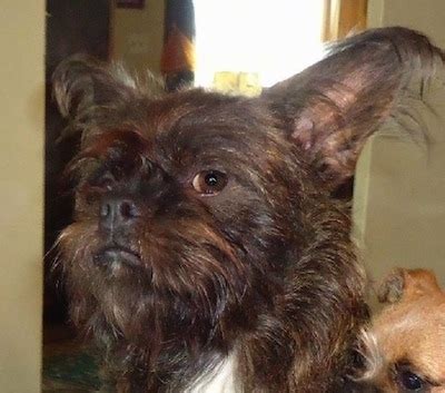 We did not find results for: Brusston Dog Breed Information and Pictures