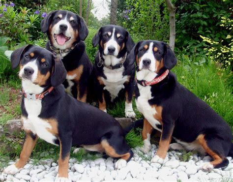 Entlebucher Mountain Dog Puppies Rescue Pictures Information