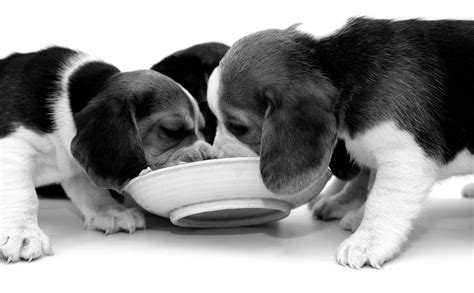 However, that doesn't explain why otherwise healthy dogs would develop a taste for waste. Does Your Dog Eat Too Fast? - TuftsYourDog