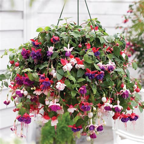 Hanging flower baskets that are just one plant choice can make a statement. Fuchsia 'Trailing Mix' Pre-planted Hanging Basket ...