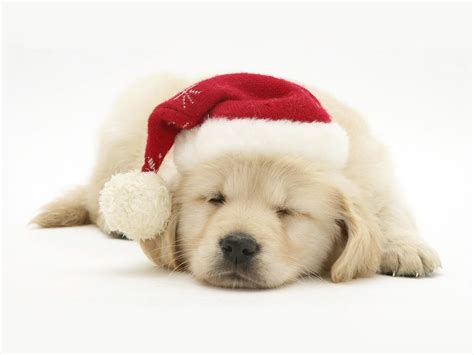 Free Download Labrador Christmas Christmas Labrador Wallpaper Download