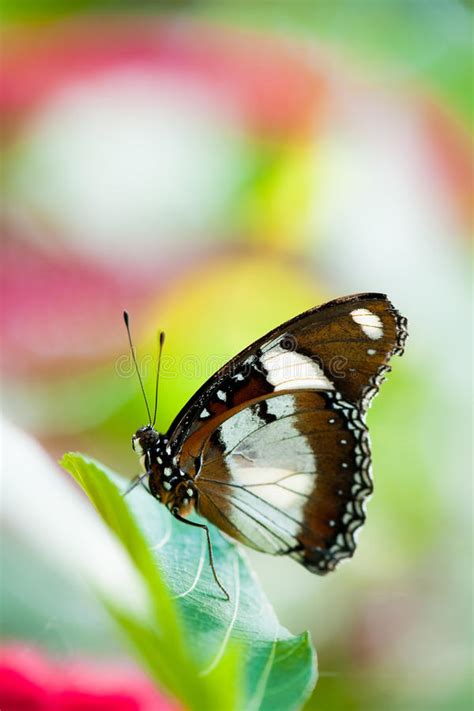 Farfalla Dello Swallowtail Del Frutteto Fotografia Stock Immagine Di