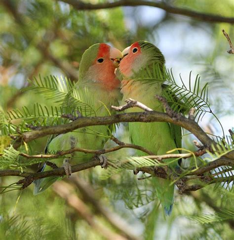 Maybe you would like to learn more about one of these? 25 Beautiful Love Birds Pictures | Incredible Snaps