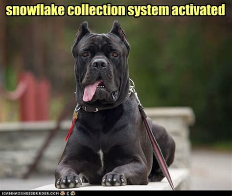 17 Funny Memes With Cane Corso Page 2 Of 6 Pettime