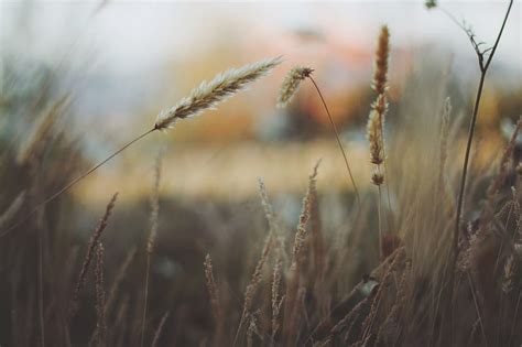 Shallow Focus Graphy Of Brown Dried Grass Hd Wallpaper Peakpx