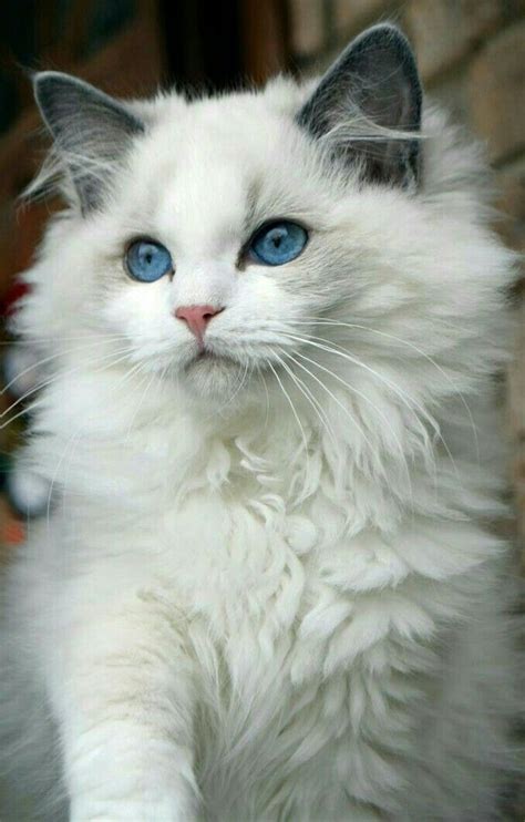 Cat Breeds With Blue Eyes And White Fur Dogs And Cats Wallpaper