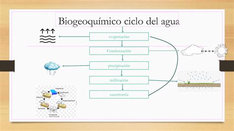 Solution Ciclos Biogeoqu Micos Studypool