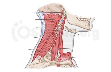 Prevertebral And Lateral Vertebral Muscles Of The Nec